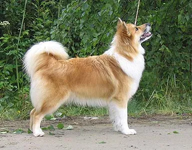Cão islandês de pastoreio