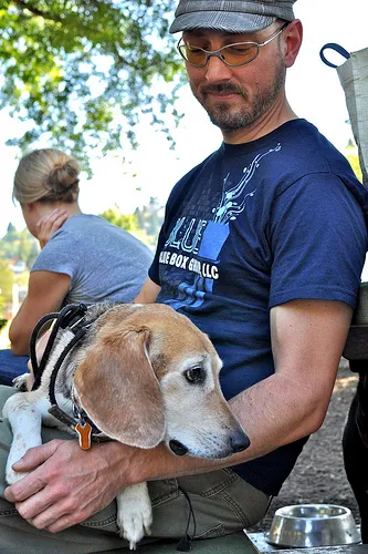 Beagle Harrier