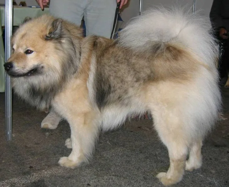 Eurasian