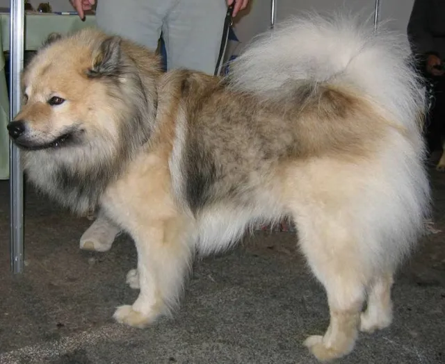 Cão da Eurasia