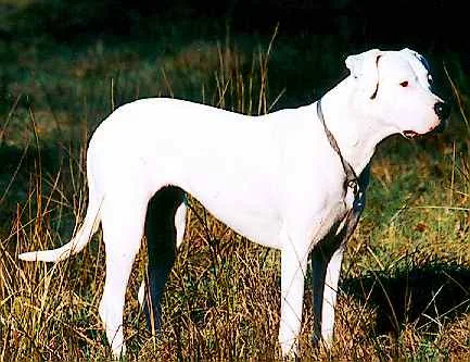 Dogue Argentino