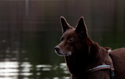 Australian Kelpie