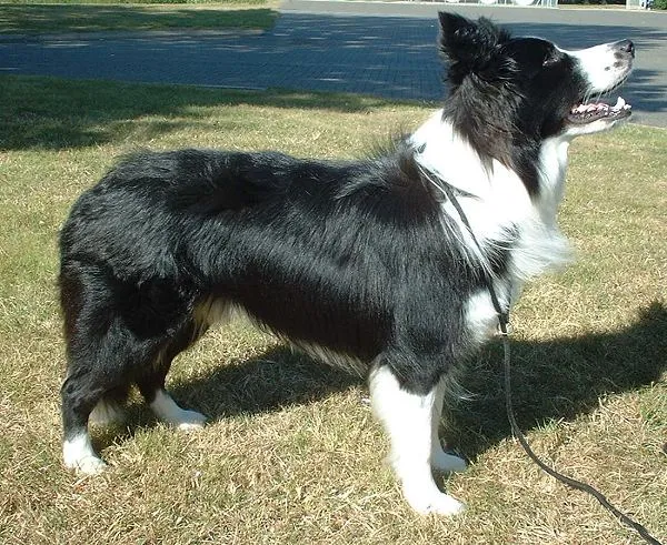 Border Collie de pelo comprido