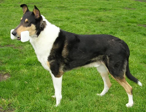 Border Collie de pelo curto