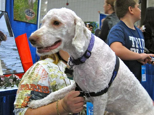 Lagotto Romagnolo