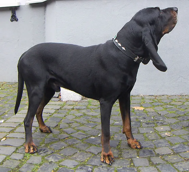 American Black and Tan Coonhound