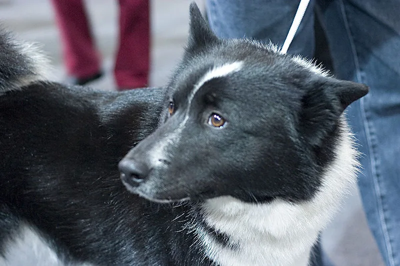 Laika da Sibéria Oriental