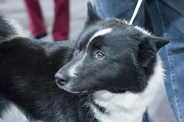 East Siberian Laika