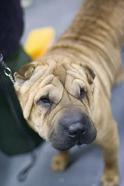 Cão Chinês de Combate (Shar Pei)