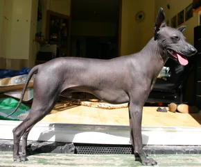 Large Peruvian Hairless Dog