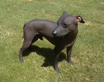 Cão sem pelo do Perú médio