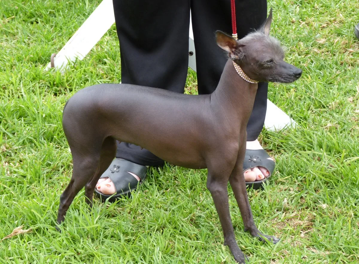Cão sem pelo do Perú miniatura