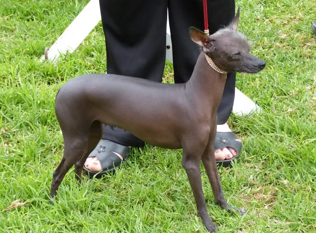 Cão sem pelo do Perú miniatura