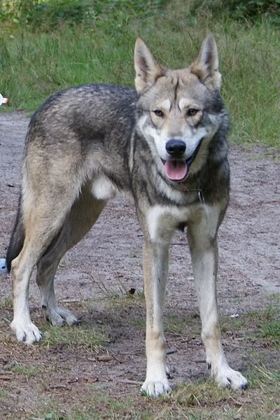 Saarloos Wolf Dog
