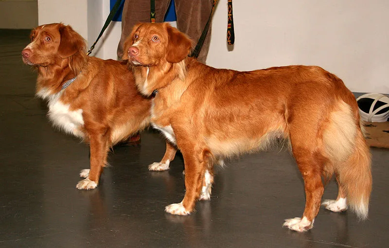 Nova Escócia duck tolling retriever