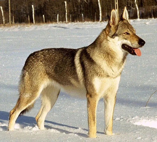Czechoslovakian Wolfdog