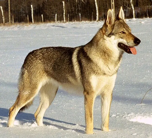 Cão Lobo Checoslovaco