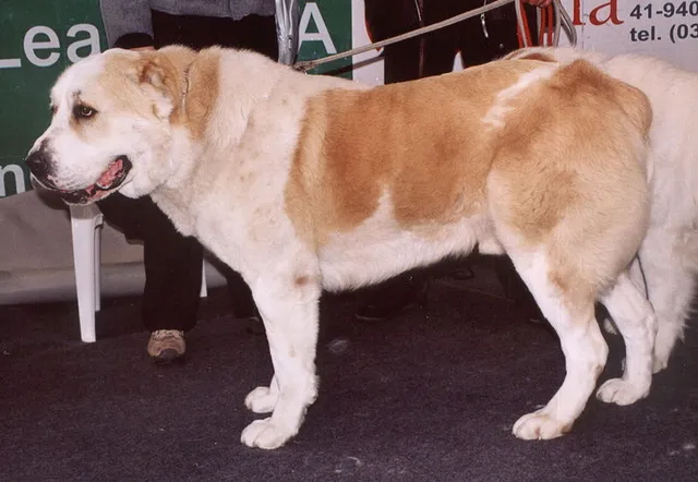 Central Asian Shepherd dog