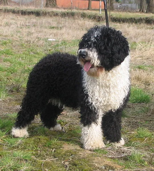 Cão de Água Espanhol