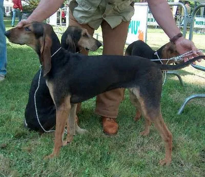 Italian Hound Short-haired
