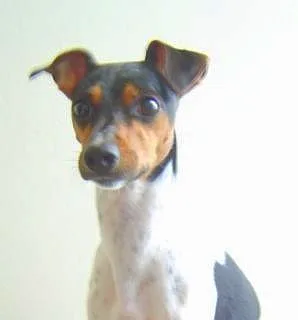 Terrier Brasileiro