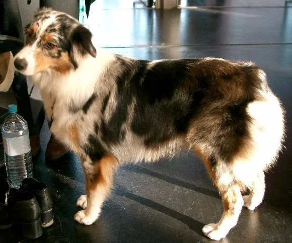 Australian Sheperd Dog
