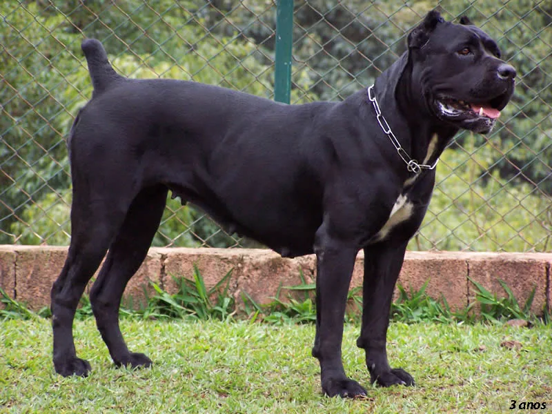 Cane Corso Italiano