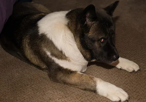 Akita Americano