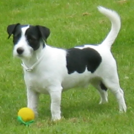 Jack Russel Terrier