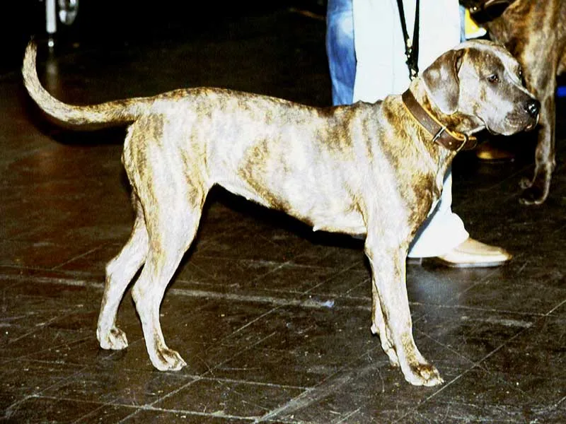 Perro de Presa Canario