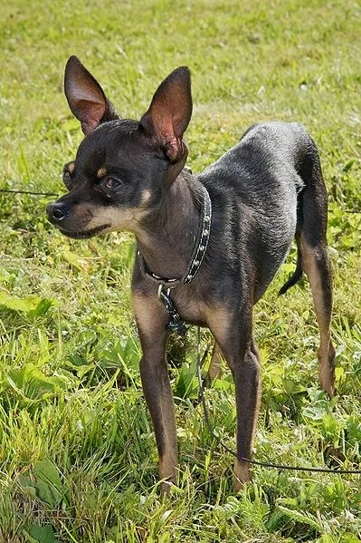 Pequeno Cão Russo de pelo curto