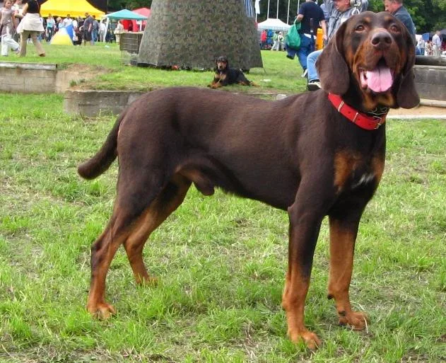 Cão de caça da Polónia