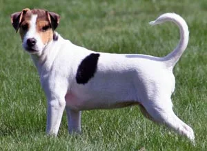 Danish Swedish Farmdog