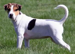 Danish Swedish Farmdog