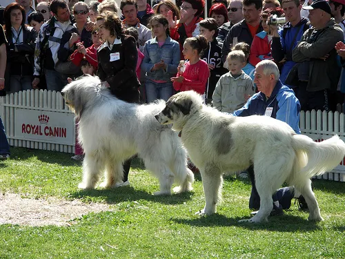 Bucovina Shepherd Dog