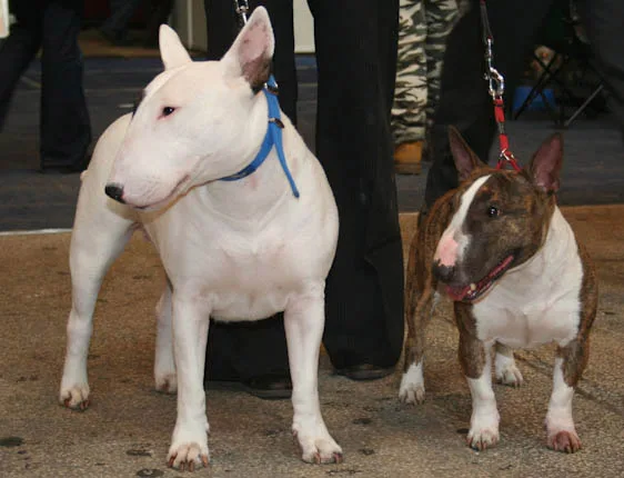 English Bull Terrier Miniature