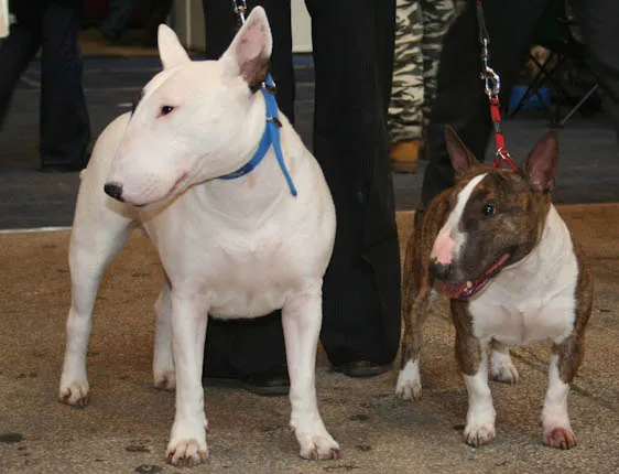 Bull Terrier Miniatura