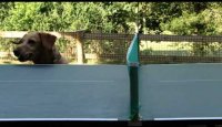 Funny Dog Watching Table Tennis