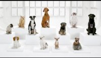 The Bark Side: 2012 Volkswagen Game Day Commercial Teaser