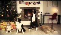 Jingle Barks: Dogs Barking Jingle Bells - Holiday Video