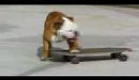 Skateboarding Dog