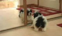Puppy vs. Mirror
