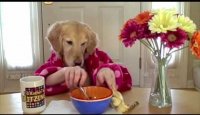 Breakfast at Ginger's- golden retriever dog eats with hands