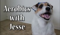 Aerobics with Jesse the Jack Russell Terrier