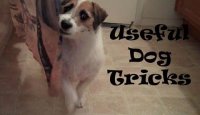 Useful Dog Tricks performed by Jesse (Original Video)