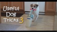 Useful Dog Tricks 3 performed by Jesse