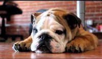 Porter  the English Bulldog