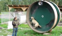 Alaskan Husky Exercise Wheel