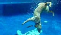 Wonder Dog, Captain retrieves frisbees underwater