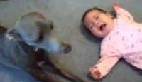 Cachorro Imita Bebê Chorando